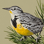 Western Meadowlark